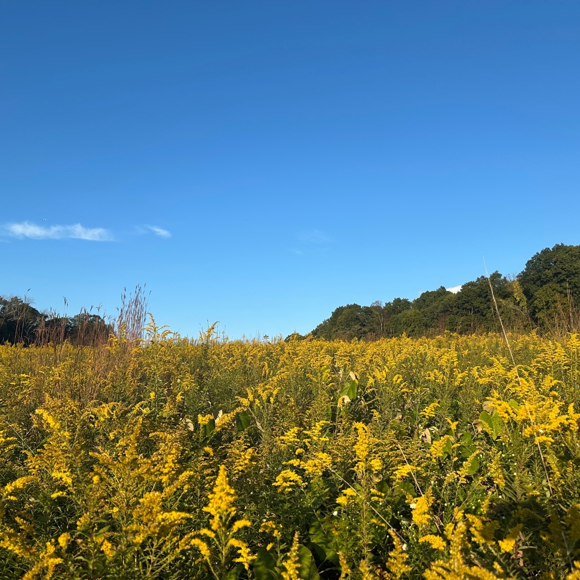Formed in the Field